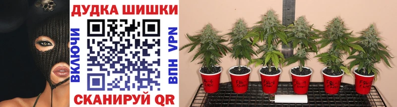 Купить  Емва  Марихуана LSD WEED 